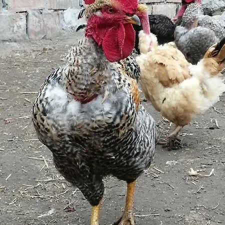 דירה Matejev Susara