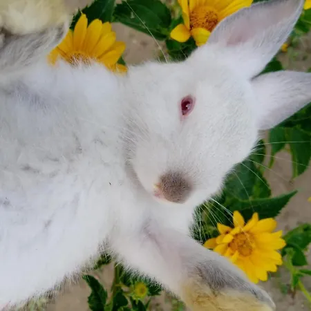 Matejev דירה Susara