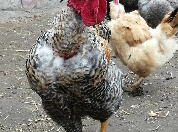 شقة Matejev Susara