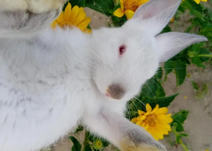 Matejev شقة Susara